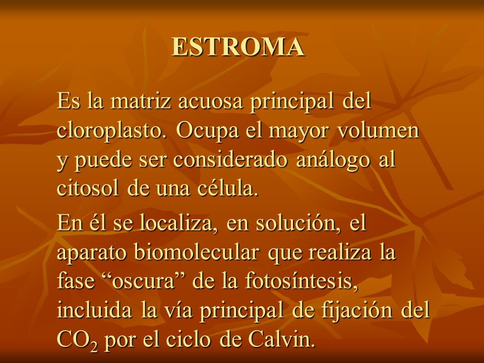 ESTROMA Es la matriz acuosa principal del cloroplasto. Ocupa el mayor volumen y puede ser considerado análogo al citosol de una célula.
