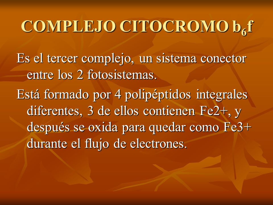 COMPLEJO CITOCROMO b6f Es el tercer complejo, un sistema conector entre los 2 fotosistemas.