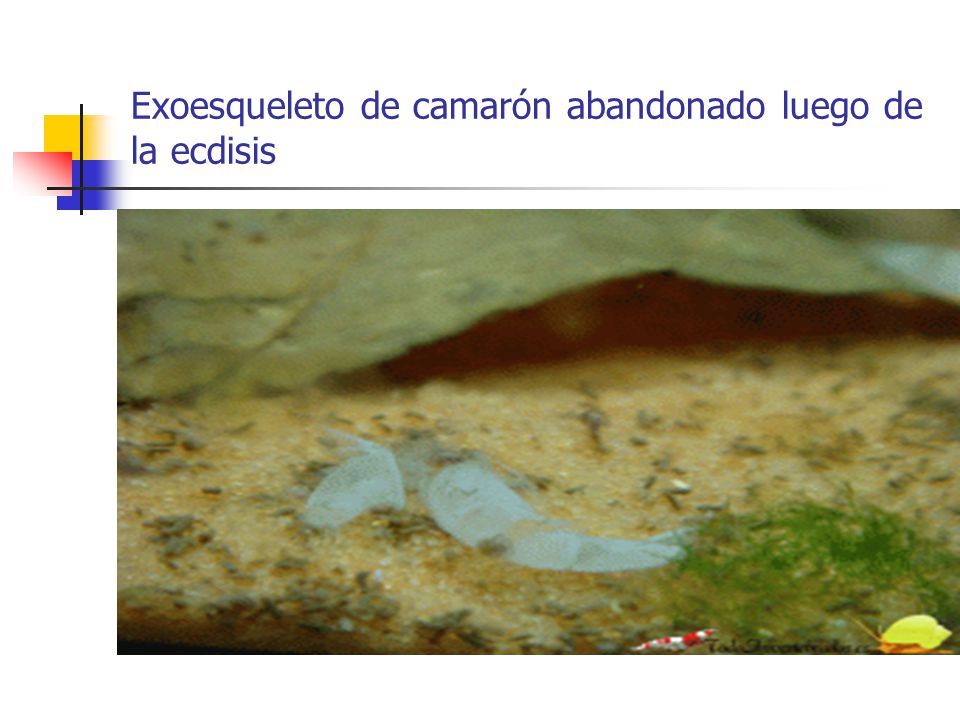 Exoesqueleto de camarón abandonado luego de la ecdisis