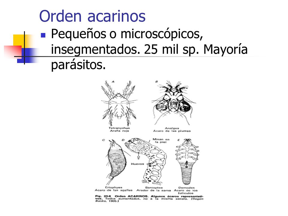 Orden acarinos Pequeños o microscópicos, insegmentados. 25 mil sp. Mayoría parásitos.