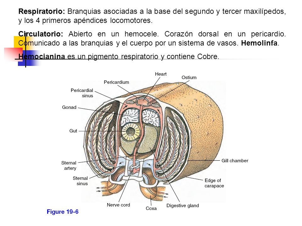 Respiratorio: Branquias asociadas a la base del segundo y tercer maxilípedos, y los 4 primeros apéndices locomotores.