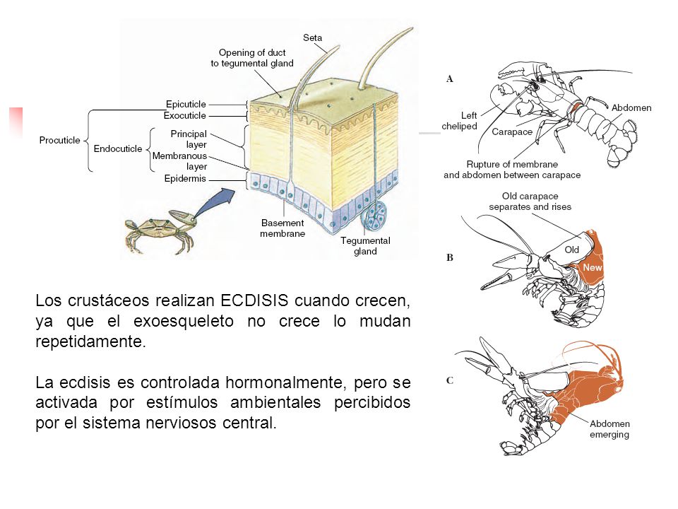 Los crustáceos realizan ECDISIS cuando crecen, ya que el exoesqueleto no crece lo mudan repetidamente.
