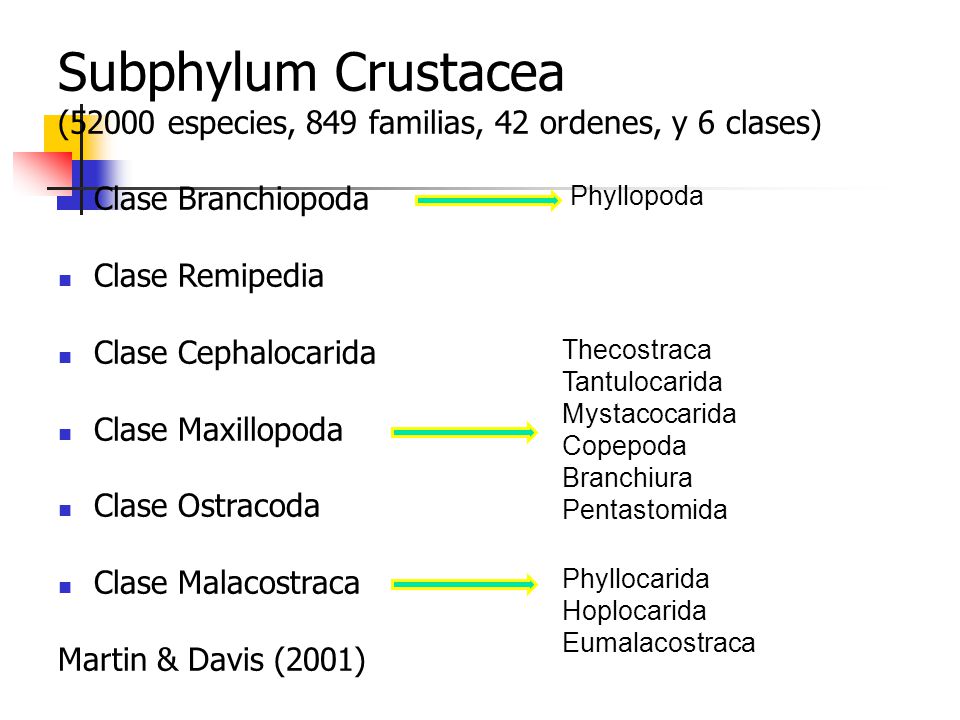Subphylum Crustacea (52000 especies, 849 familias, 42 ordenes, y 6 clases)