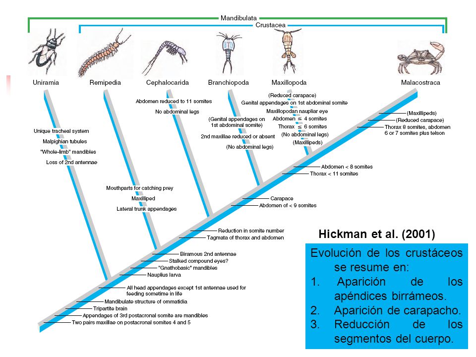 Hickman et al. (2001) Evolución de los crustáceos se resume en: Aparición de los apéndices birrámeos.