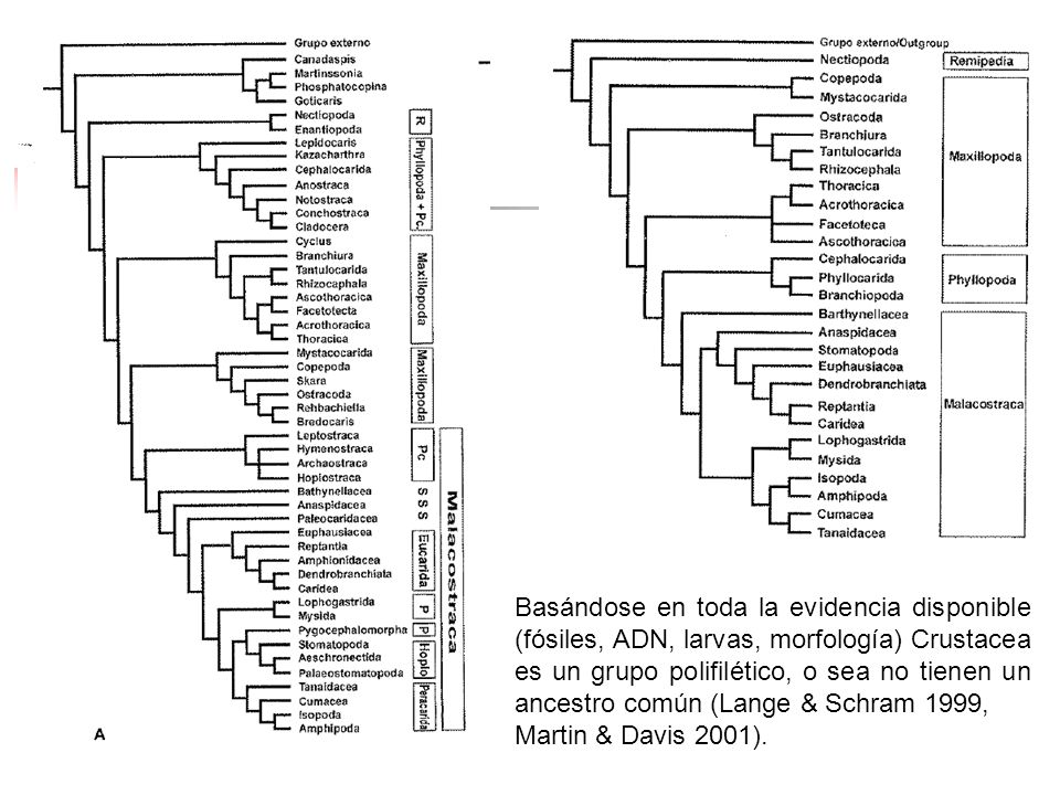 Basándose en toda la evidencia disponible (fósiles, ADN, larvas, morfología) Crustacea es un grupo polifilético, o sea no tienen un ancestro común (Lange & Schram 1999,