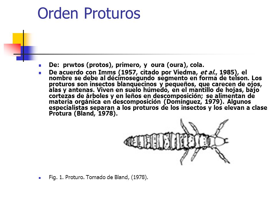 Orden Proturos De: prwtos (protos), primero, y oura (oura), cola.