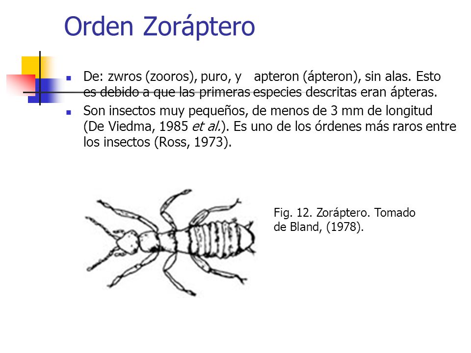Orden Zoráptero De: zwros (zooros), puro, y apteron (ápteron), sin alas. Esto es debido a que las primeras especies descritas eran ápteras.