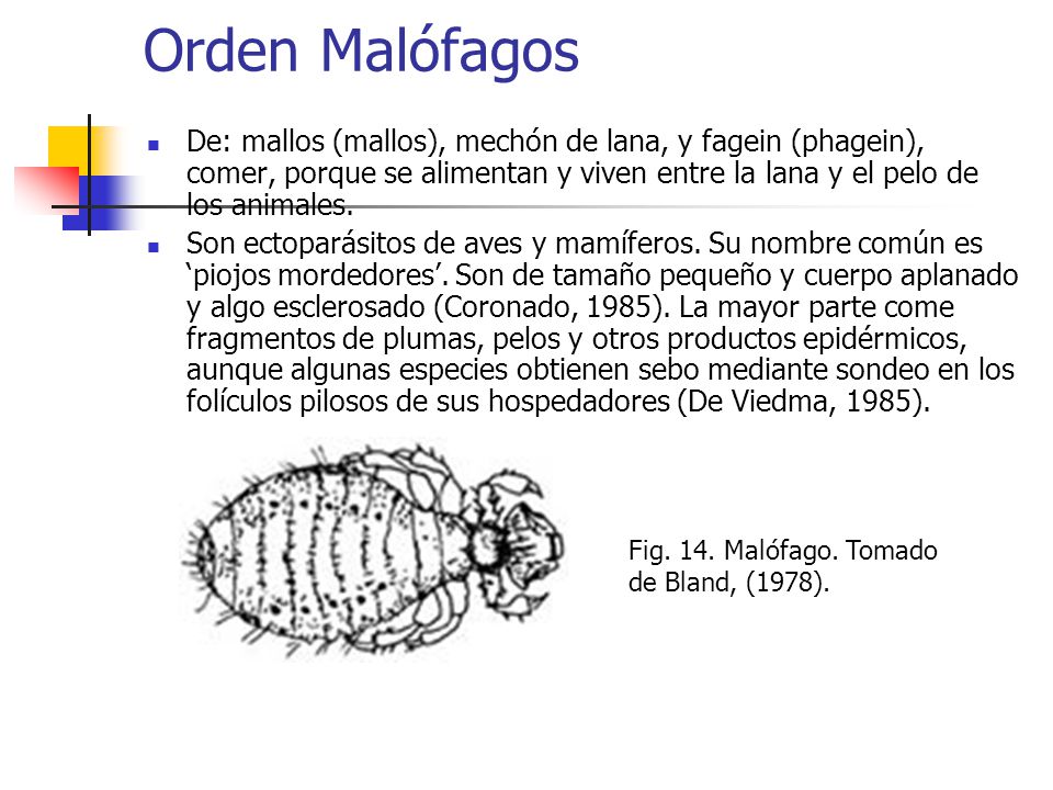 Orden Malófagos De: mallos (mallos), mechón de lana, y fagein (phagein), comer, porque se alimentan y viven entre la lana y el pelo de los animales.