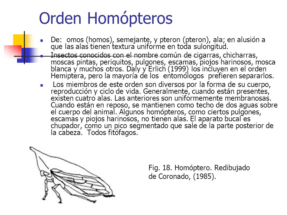 Orden Homópteros De: omos (homos), semejante, y pteron (pteron), ala; en alusión a que las alas tienen textura uniforme en toda sulongitud.