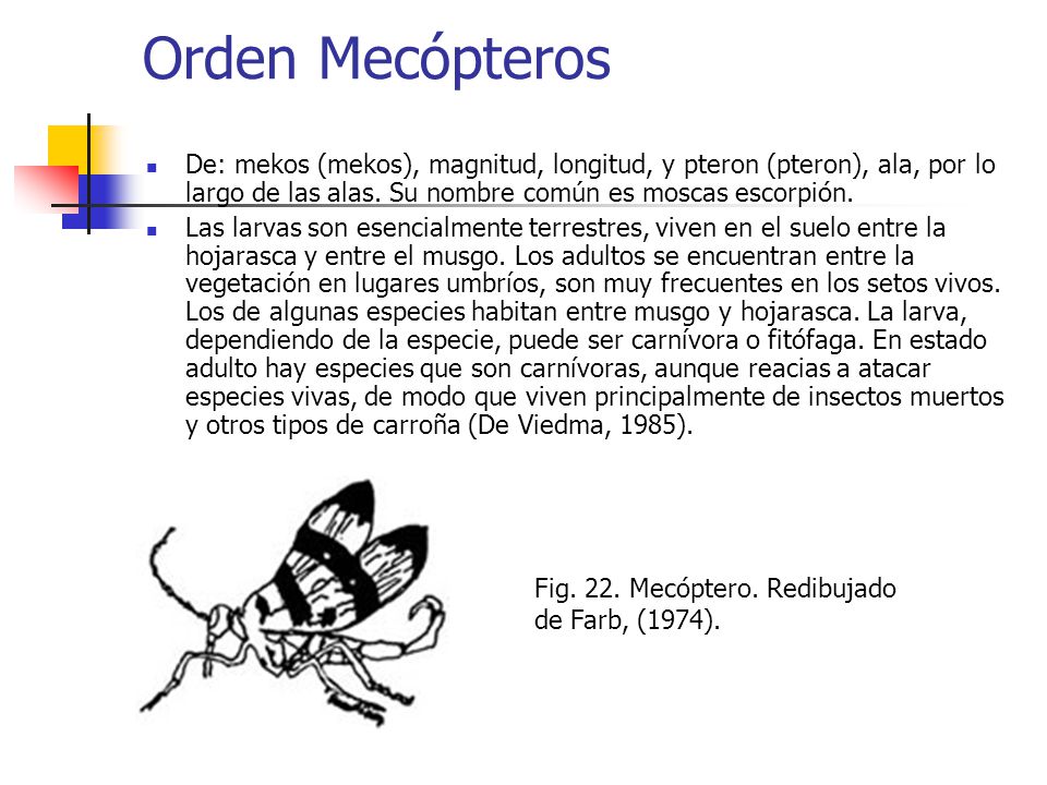 Orden Mecópteros De: mekos (mekos), magnitud, longitud, y pteron (pteron), ala, por lo largo de las alas. Su nombre común es moscas escorpión.