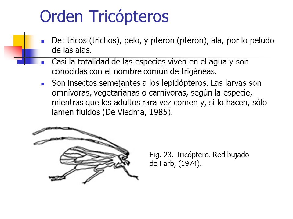 Orden Tricópteros De: tricos (trichos), pelo, y pteron (pteron), ala, por lo peludo de las alas.