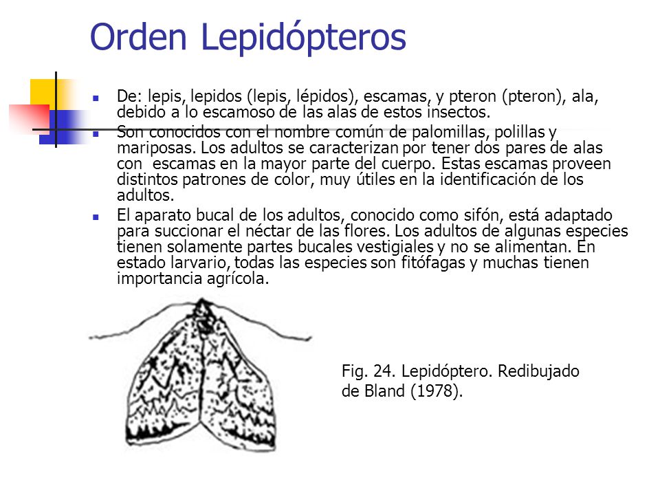 Orden Lepidópteros De: lepis, lepidos (lepis, lépidos), escamas, y pteron (pteron), ala, debido a lo escamoso de las alas de estos insectos.