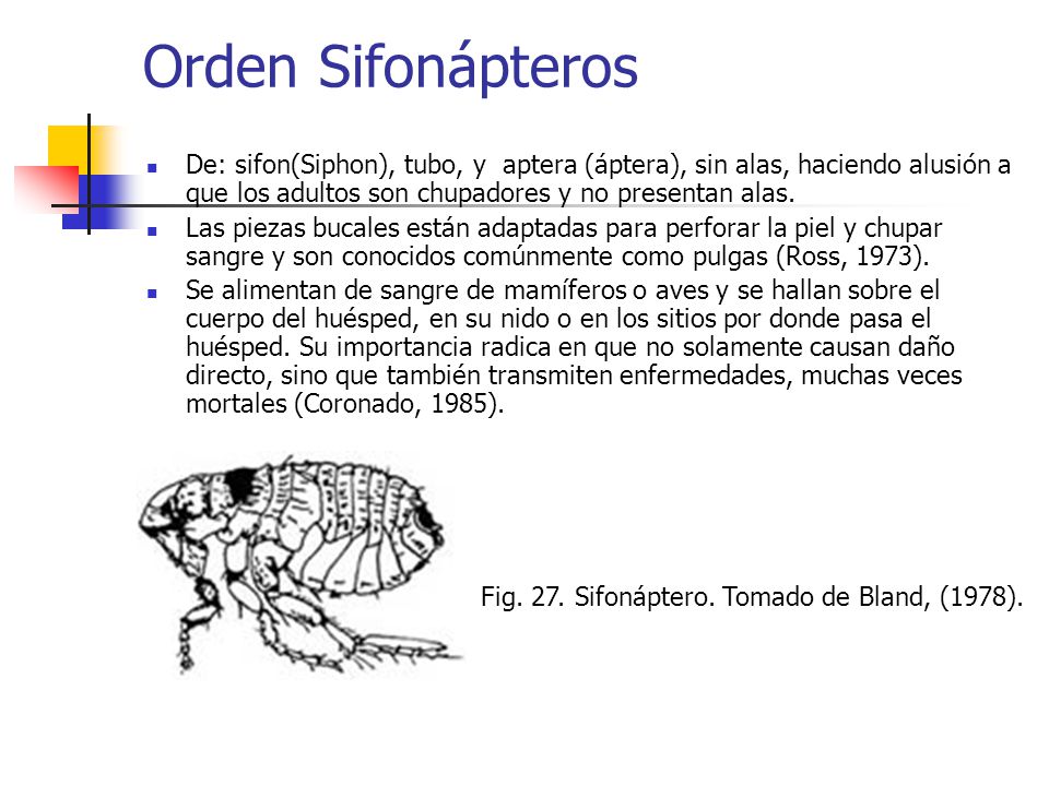 Orden Sifonápteros De: sifon(Siphon), tubo, y aptera (áptera), sin alas, haciendo alusión a que los adultos son chupadores y no presentan alas.