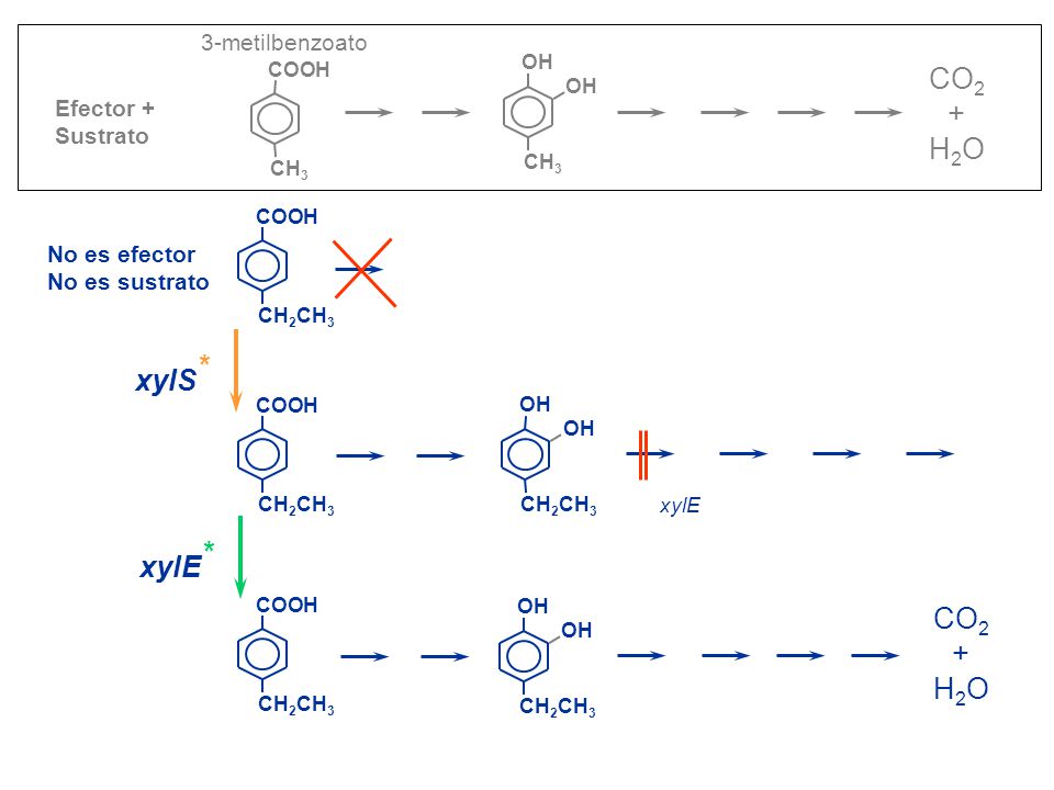 CO2 + H2O xylS* xylE* CO2 + H2O 3-metilbenzoato Efector + Sustrato