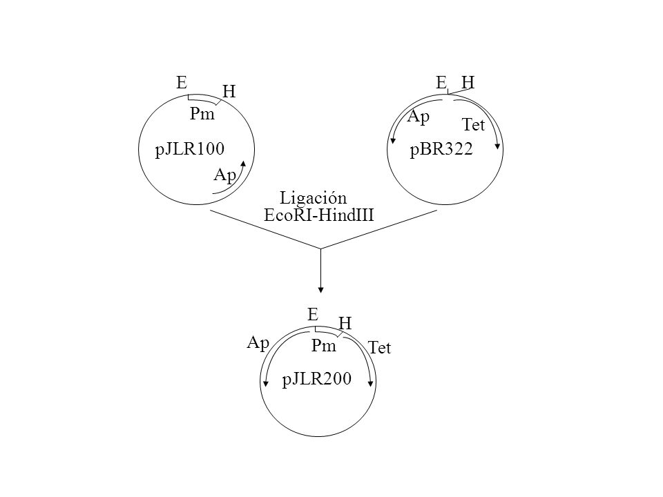 E E H H Pm Ap Tet pJLR100 pBR322 Ap Ligación EcoRI-HindIII E H Ap Pm Tet pJLR200