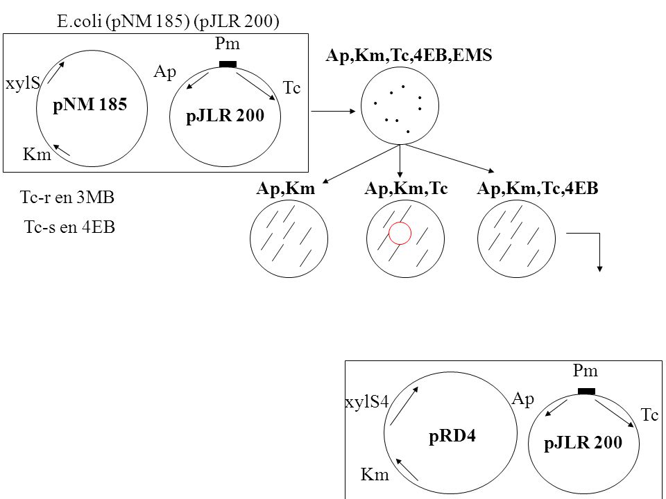 E.coli (pNM 185) (pJLR 200) xylS. pNM 185. Ap. Pm. Tc. pJLR 200. Ap,Km,Tc,4EB,EMS