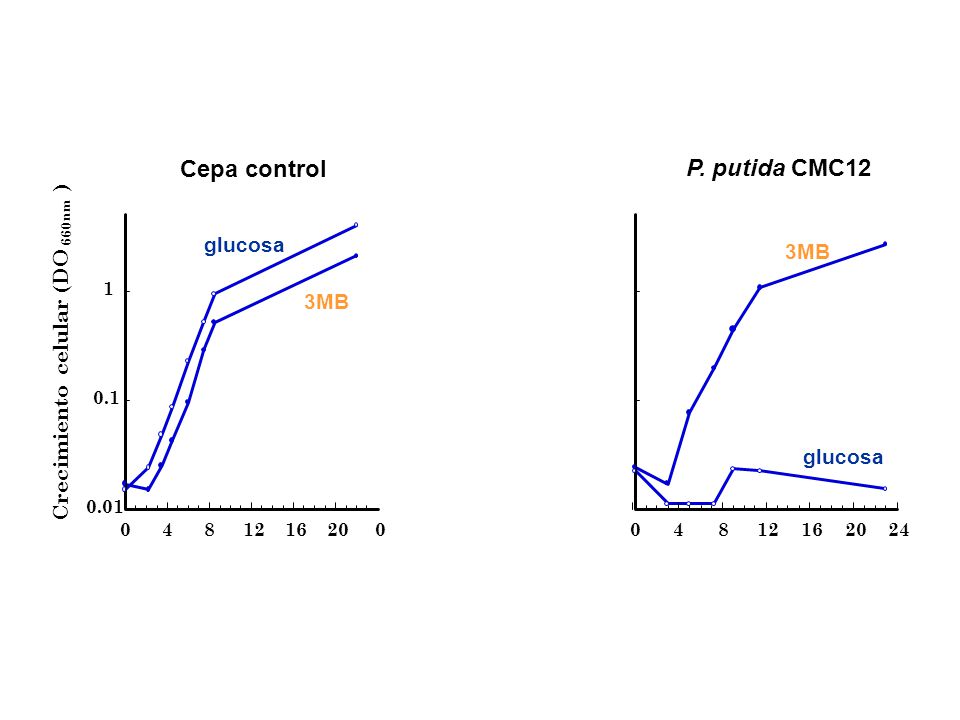 Cepa control P. putida CMC12 ) glucosa 3MB (DO 3MB celular Crecimiento