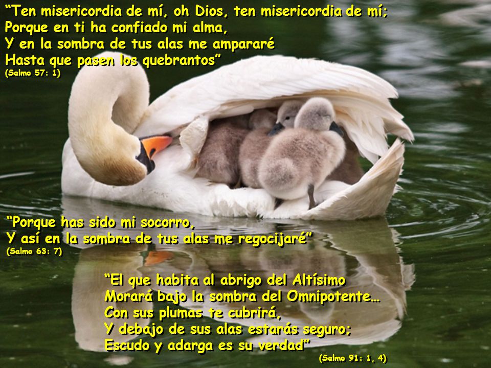 Ten misericordia de mí, oh Dios, ten misericordia de mí;