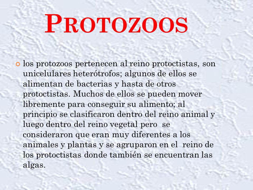 protozoos (toxoplasmosis ) - ppt descargar