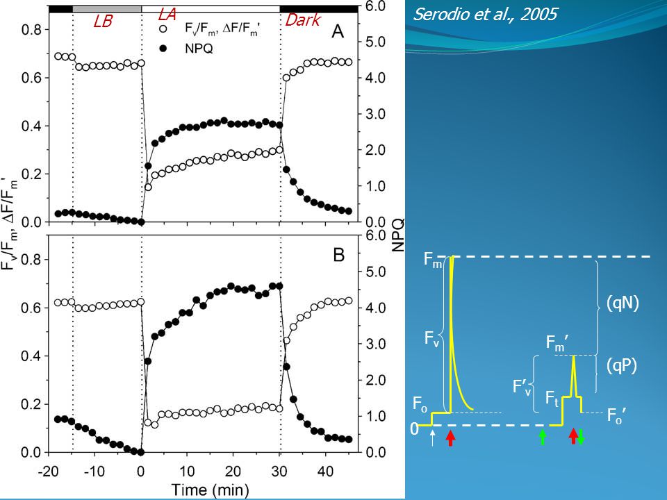 LA Serodio et al., 2005 LB Dark Fo Fm Fv Ft Fm’ Fo’ (qN) (qP) F’v