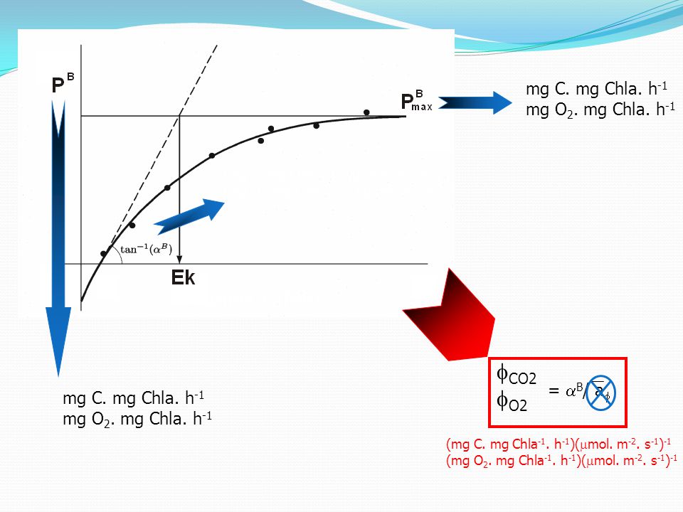 fCO2 fO2 mg C. mg Chla. h-1 mg O2. mg Chla. h-1 Irradiancia, E (PAR)