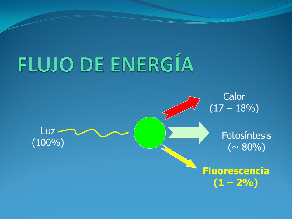 FLUJO DE ENERGÍA Calor (17 – 18%) Luz Fotosíntesis (100%) (~ 80%)