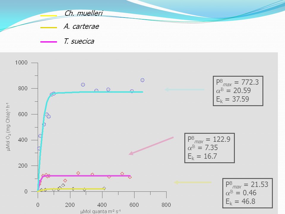 Ch. muelleri A. carterae T. suecica PBmax = aB = 20.59