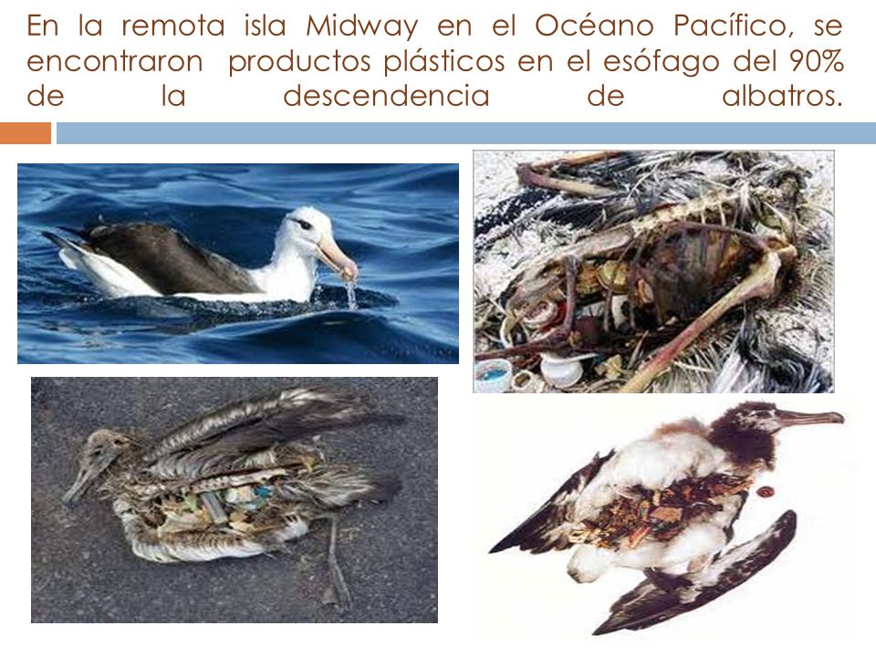 En la remota isla Midway en el Océano Pacífico, se encontraron productos plásticos en el esófago del 90% de la descendencia de albatros.