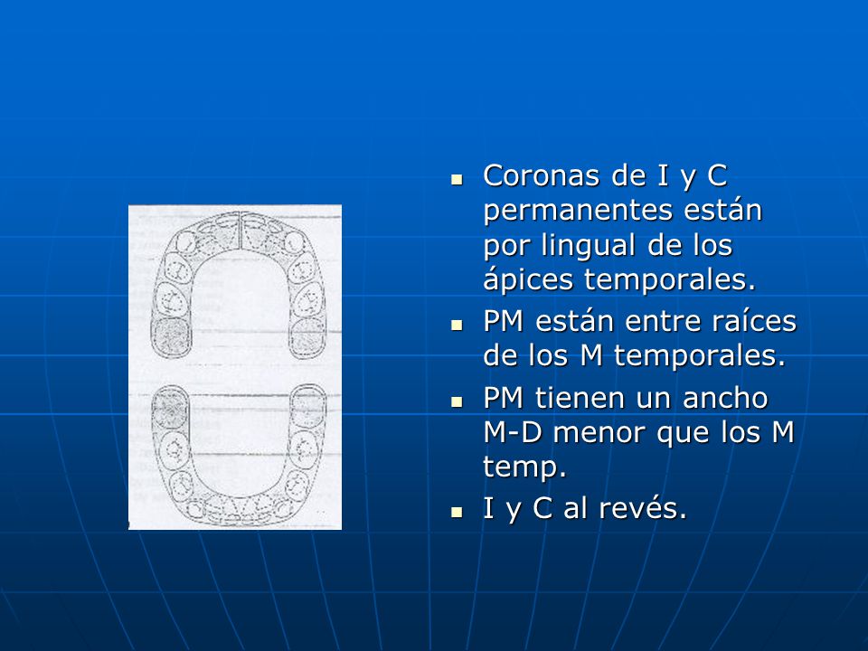 Coronas de I y C permanentes están por lingual de los ápices temporales.