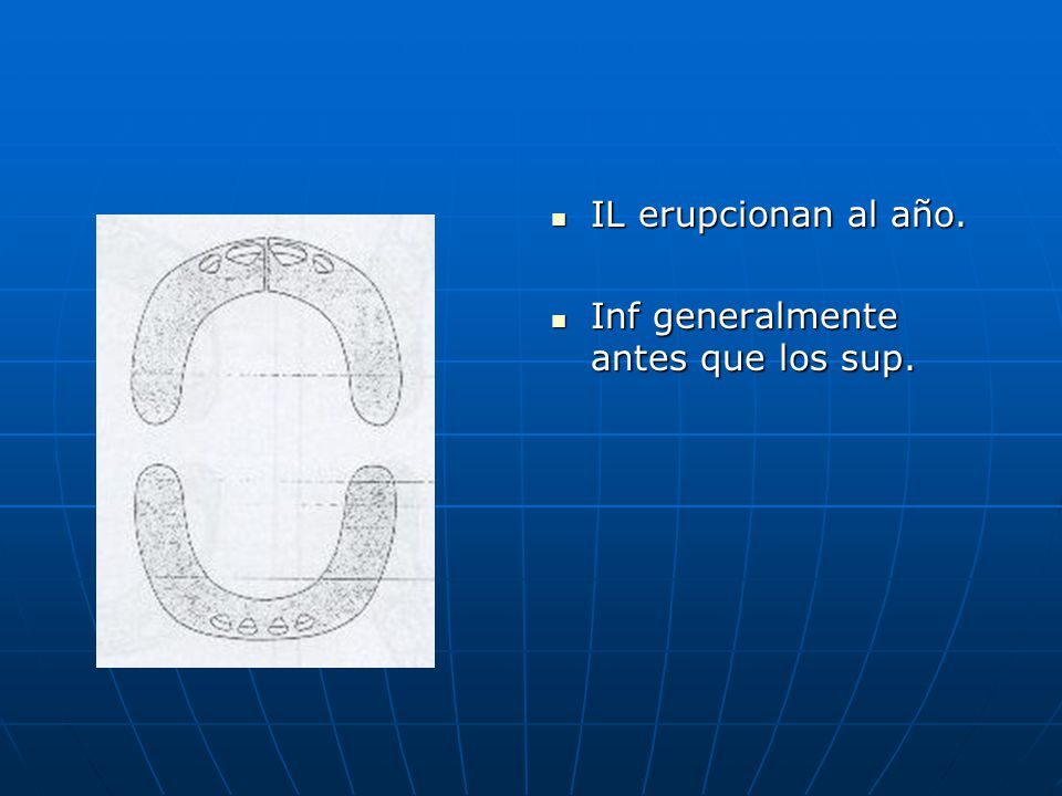 IL erupcionan al año. Inf generalmente antes que los sup.