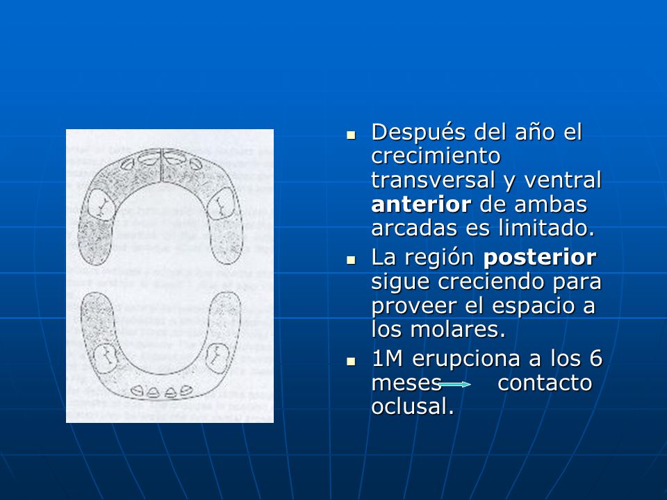 Después del año el crecimiento transversal y ventral anterior de ambas arcadas es limitado.