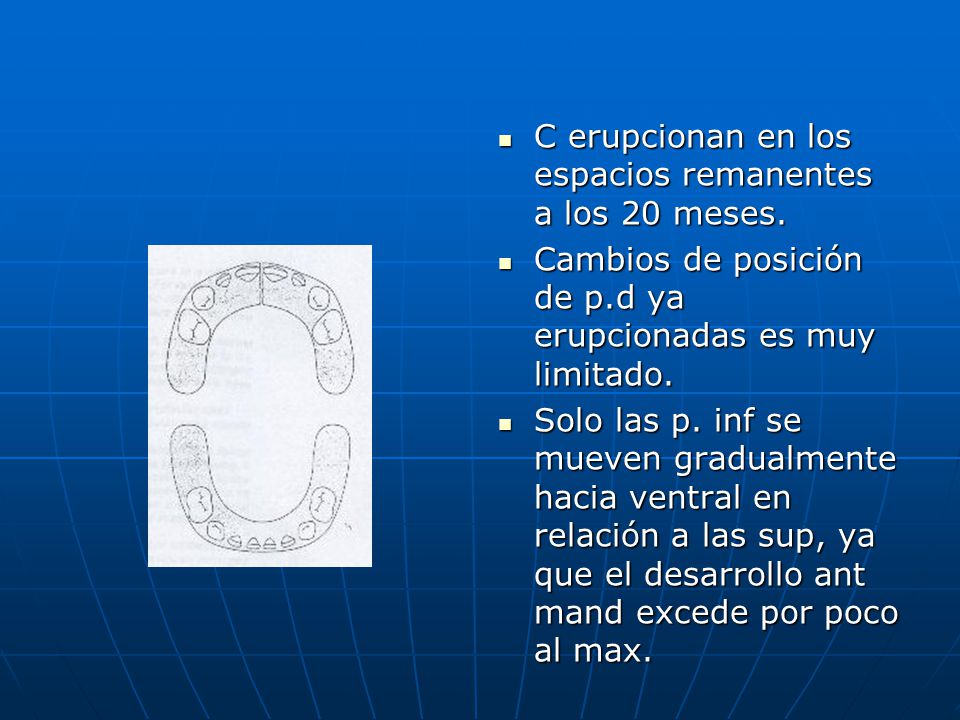 C erupcionan en los espacios remanentes a los 20 meses.