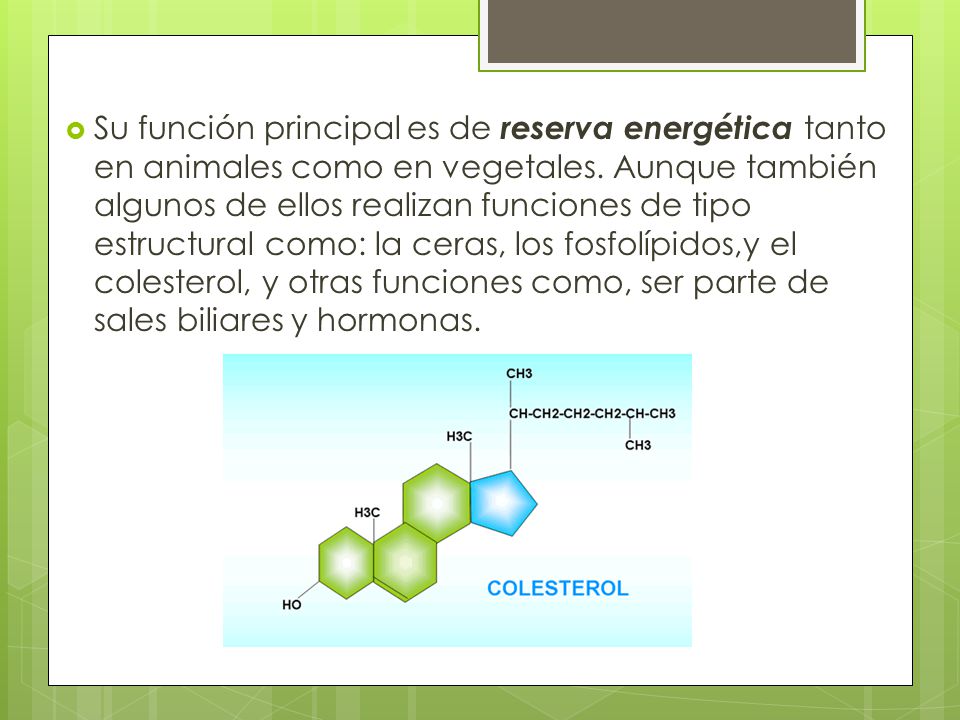 Su función principal es de reserva energética tanto en animales como en vegetales.