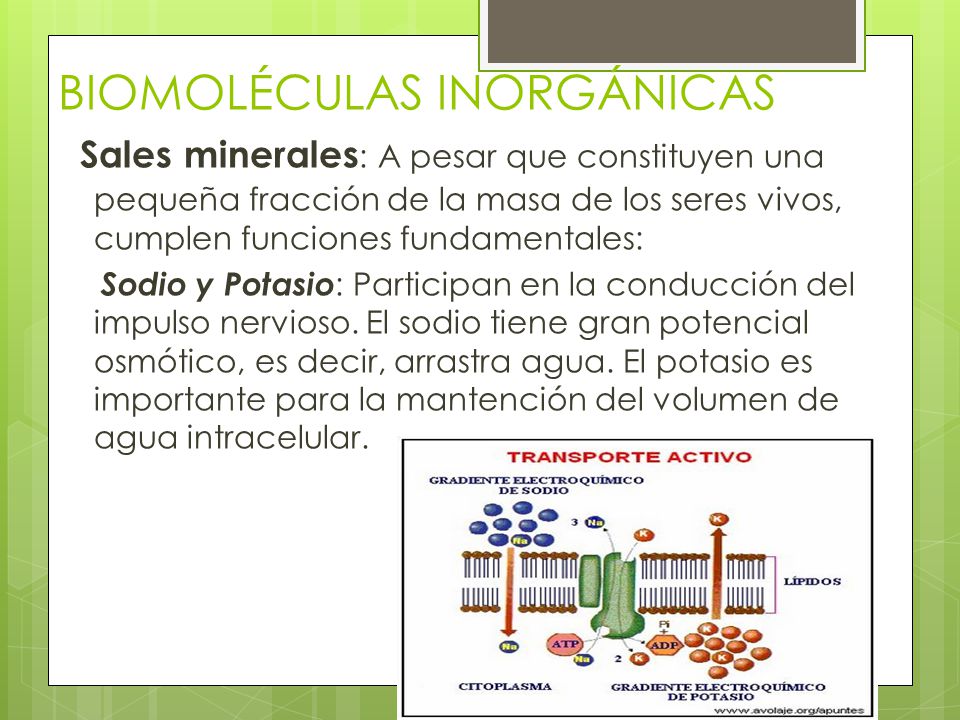 Biomoléculas orgánicas e inorgánicas - ppt descargar