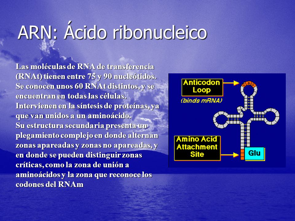 ARN: Ácido ribonucleico