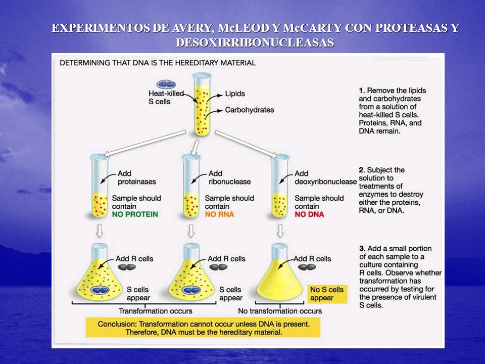 EXPERIMENTOS DE AVERY, McLEOD Y McCARTY CON PROTEASAS Y DESOXIRRIBONUCLEASAS