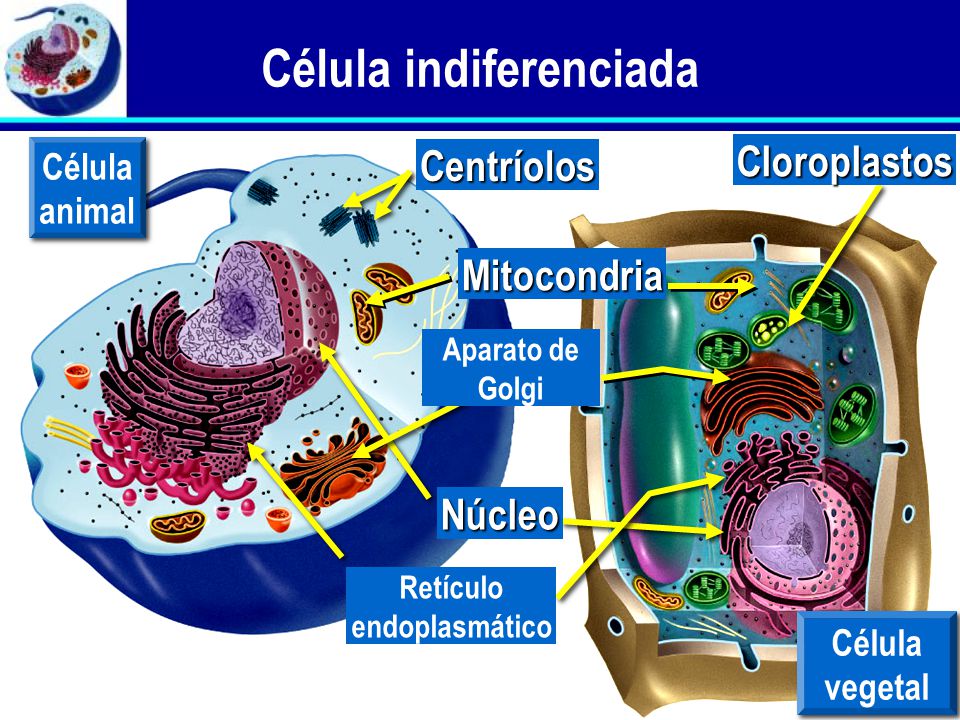 Célula indiferenciada
