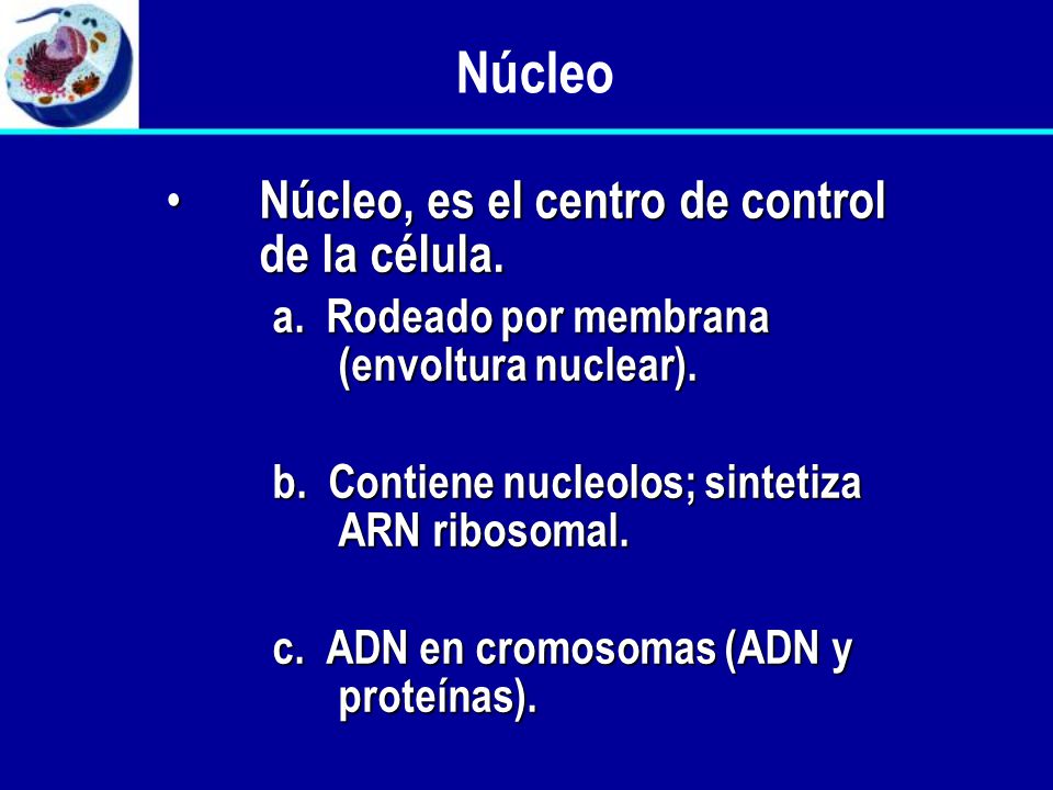 Núcleo Núcleo, es el centro de control de la célula.