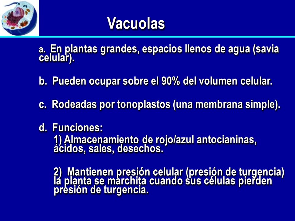 Vacuolas b. Pueden ocupar sobre el 90% del volumen celular.