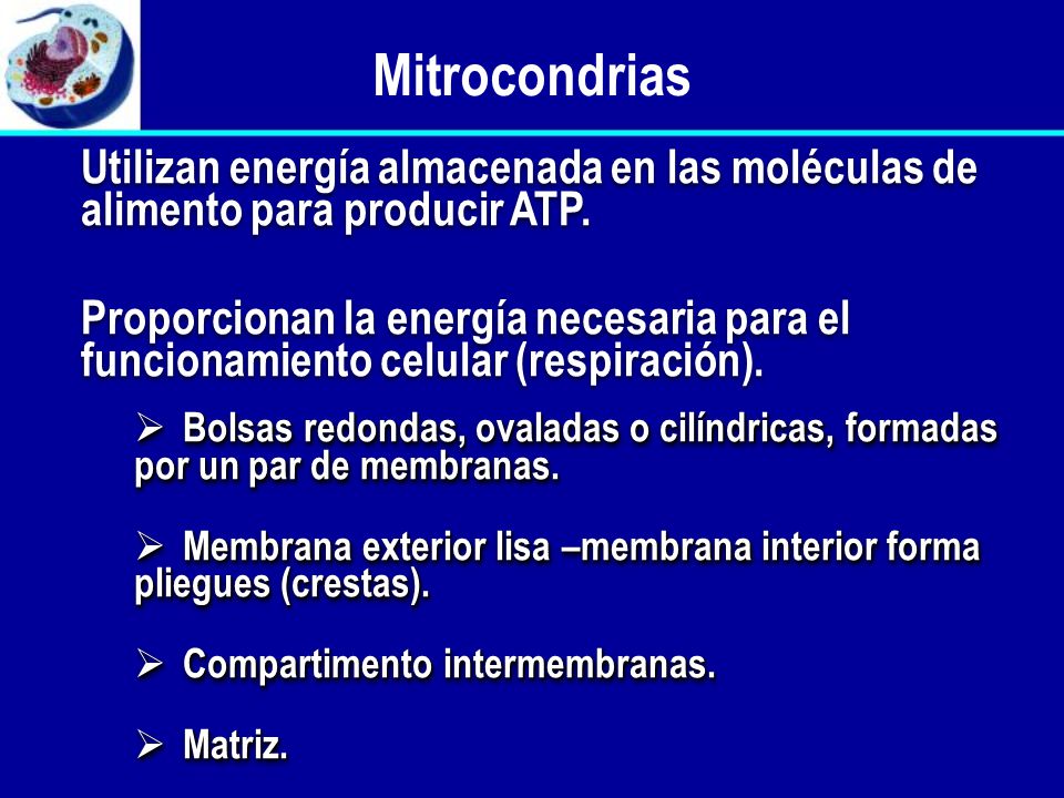 Mitrocondrias Utilizan energía almacenada en las moléculas de alimento para producir ATP.