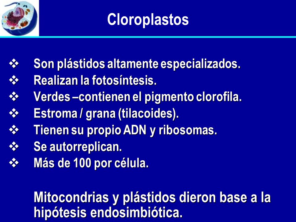 Cloroplastos Son plástidos altamente especializados. Realizan la fotosíntesis. Verdes –contienen el pigmento clorofila.