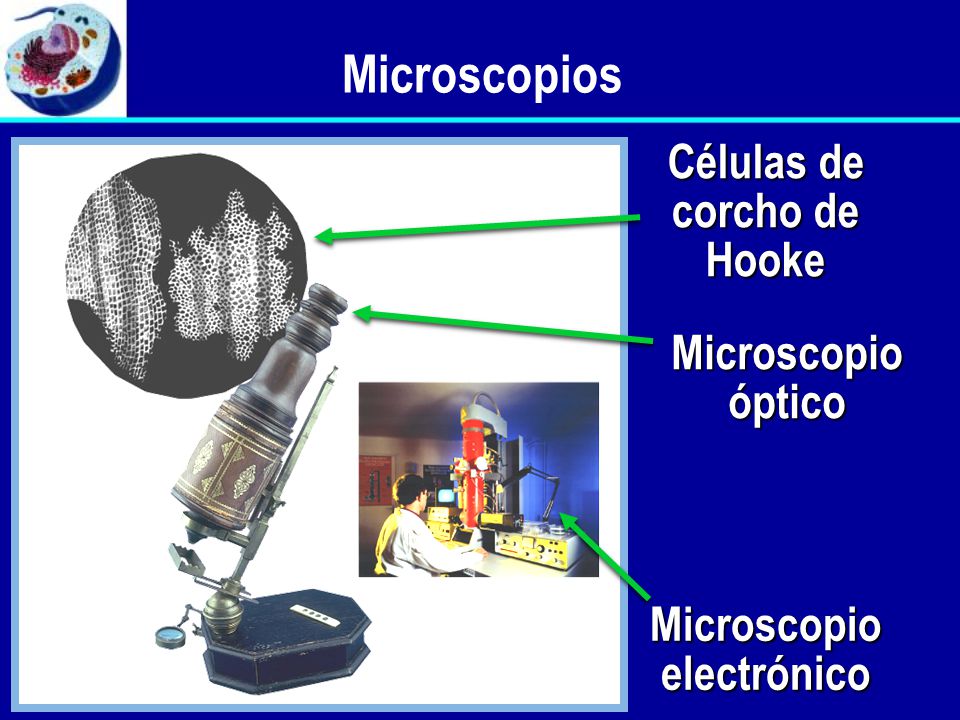 Células de corcho de Hooke Microscopio electrónico