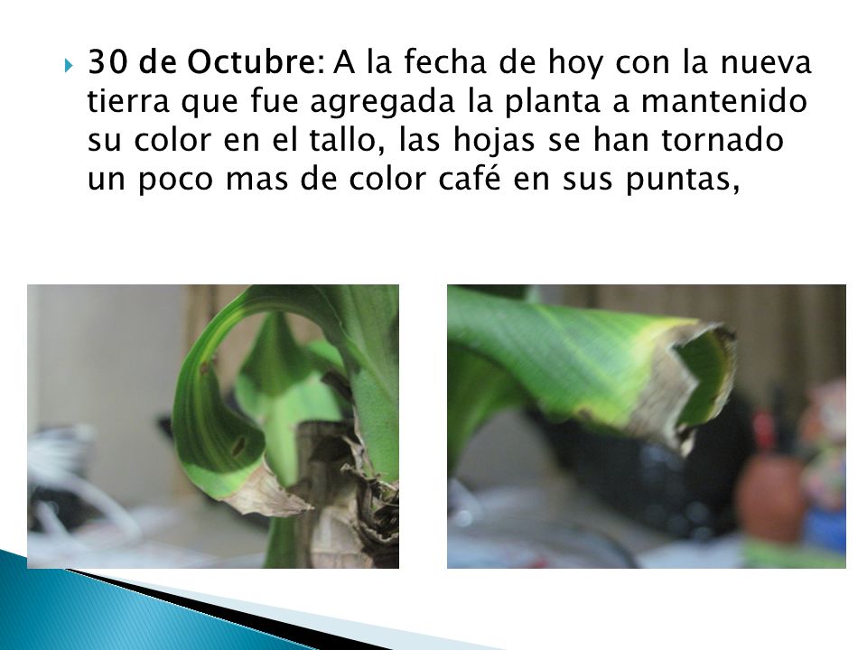 30 de Octubre: A la fecha de hoy con la nueva tierra que fue agregada la planta a mantenido su color en el tallo, las hojas se han tornado un poco mas de color café en sus puntas,