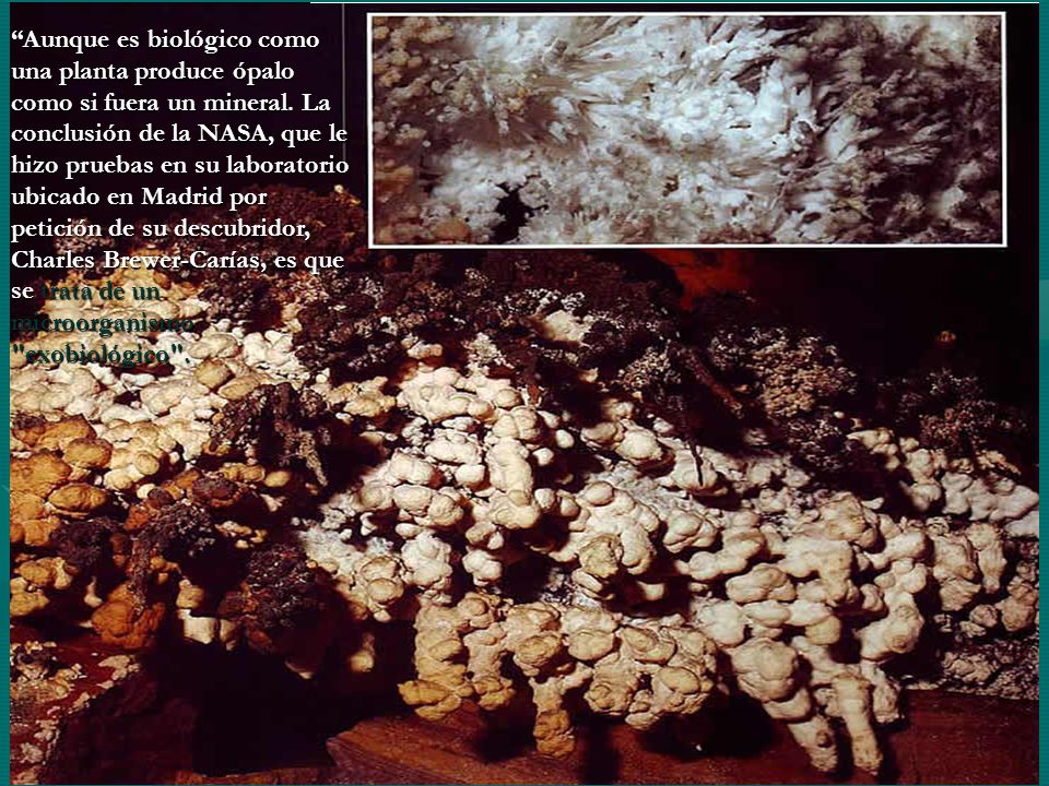 Aunque es biológico como una planta produce ópalo como si fuera un mineral.