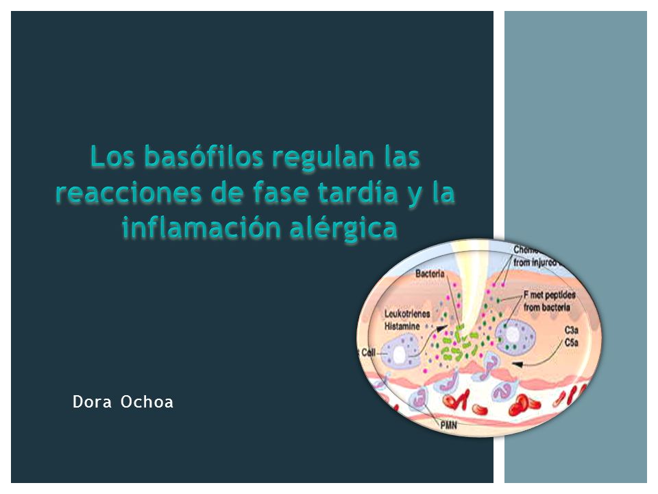 Los basófilos regulan las reacciones de fase tardía y la
