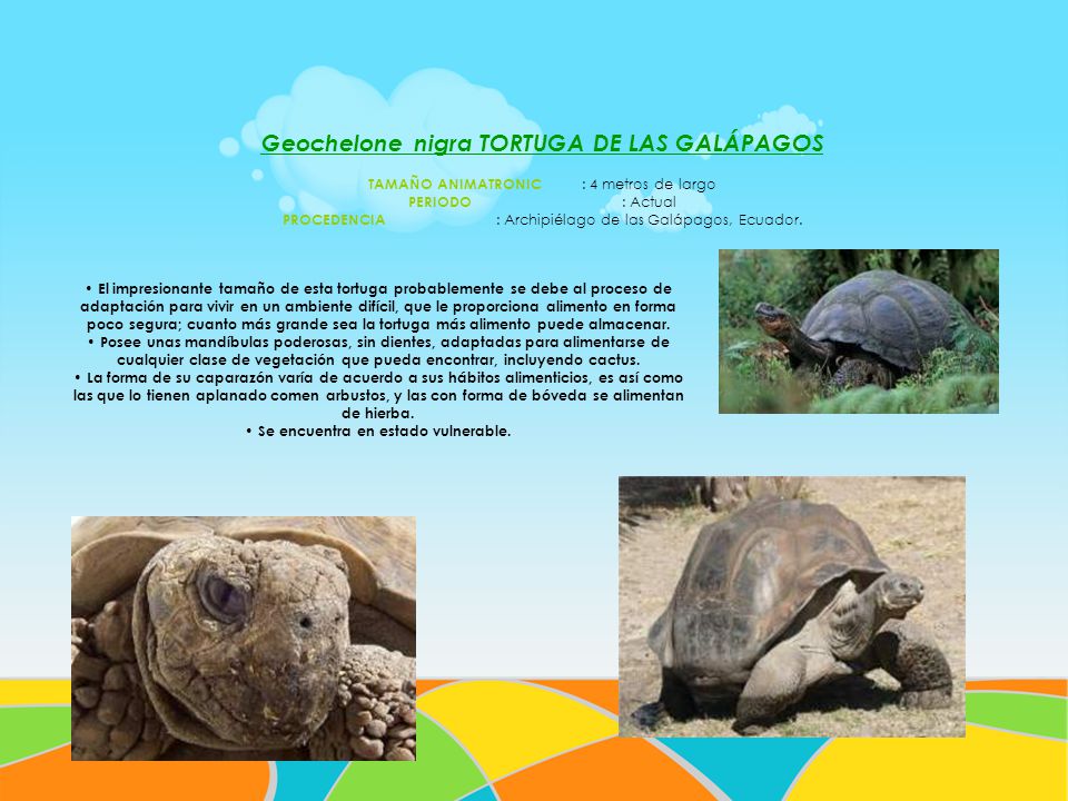 Geochelone nigra TORTUGA DE LAS GALÁPAGOS