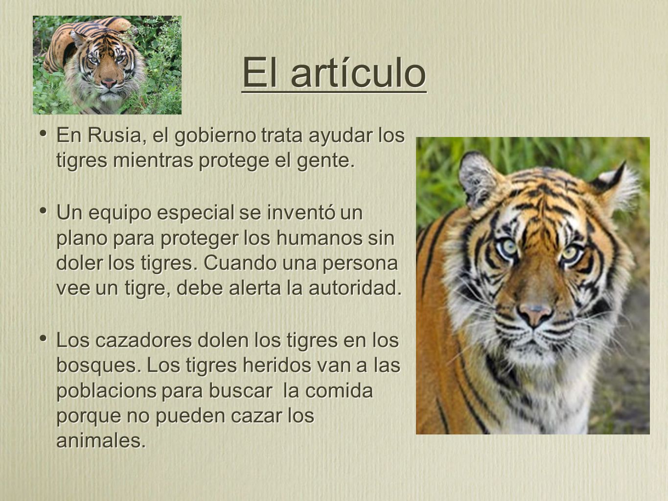 El artículo En Rusia, el gobierno trata ayudar los tigres mientras protege el gente.