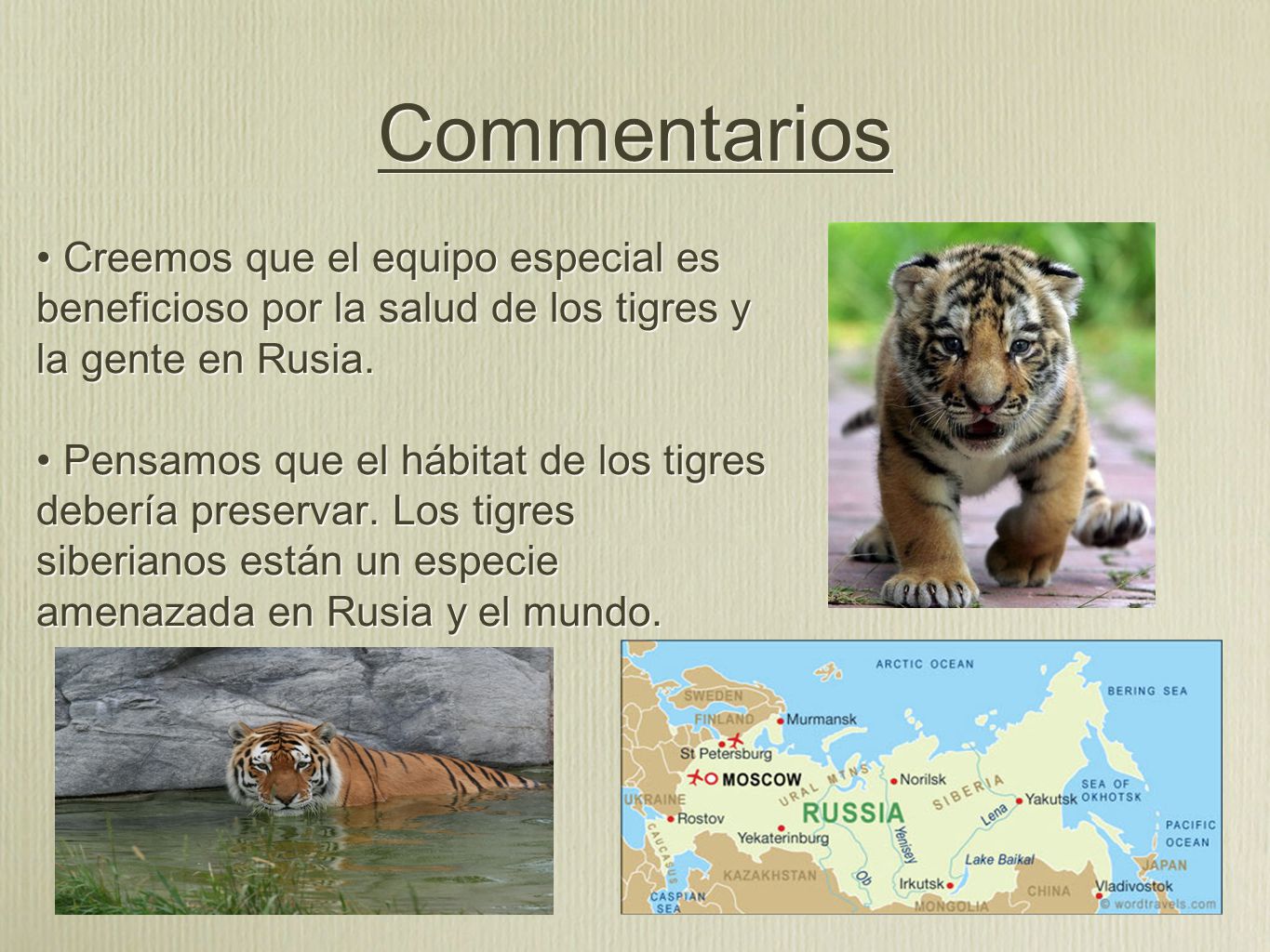 Commentarios • Creemos que el equipo especial es beneficioso por la salud de los tigres y la gente en Rusia.