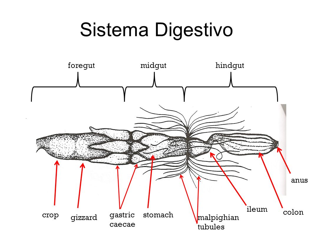 Sistema Digestivo foregut midgut hindgut anus ileum colon crop gastric