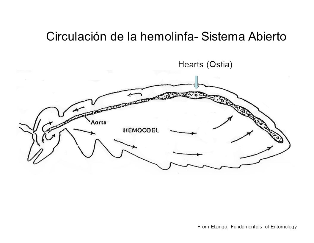 Circulación de la hemolinfa- Sistema Abierto